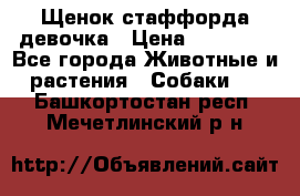 Щенок стаффорда девочка › Цена ­ 20 000 - Все города Животные и растения » Собаки   . Башкортостан респ.,Мечетлинский р-н